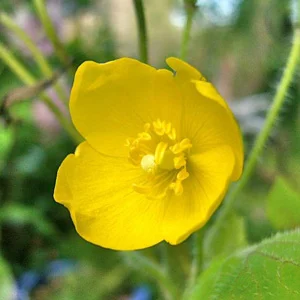 prettywildseeds2937674