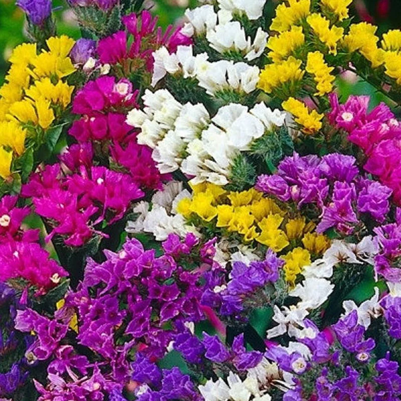 prettywildseeds2937740