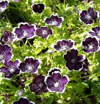 prettywildseeds2937954