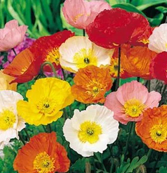 prettywildseeds2937966