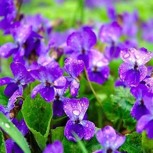 prettywildseeds2938019