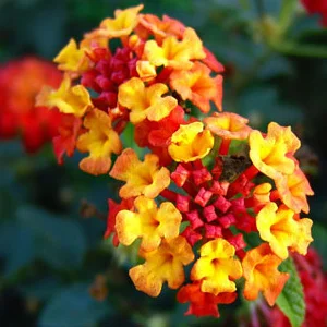 prettywildseeds2938081