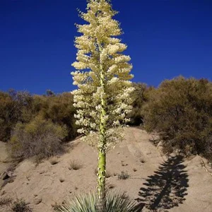 prettywildseeds2938095