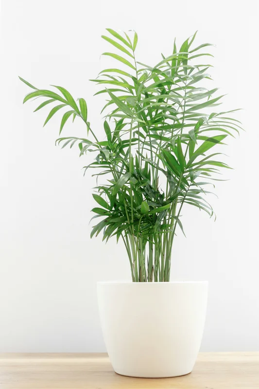 prettywildseeds2938178