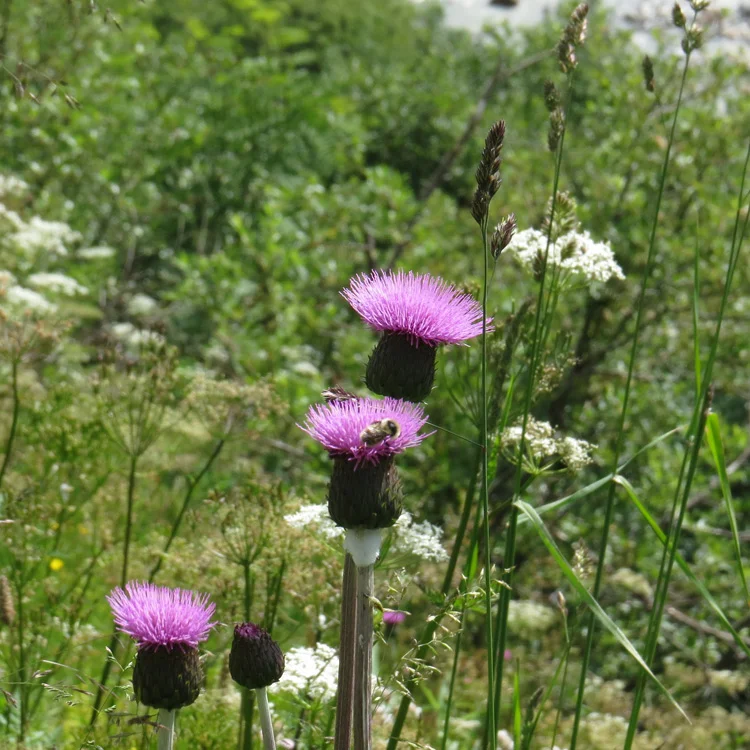 prettywildseeds2938227