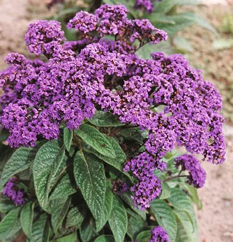 prettywildseeds2938248