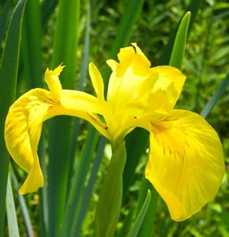prettywildseeds2938410
