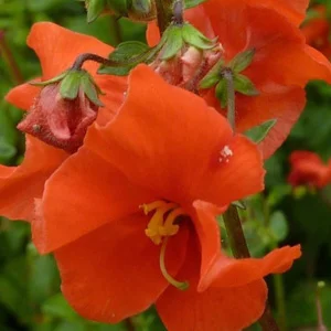 prettywildseeds2938429