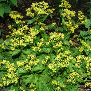 prettywildseeds2938496
