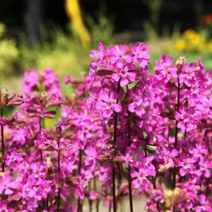 prettywildseeds2938511