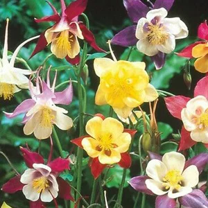 prettywildseeds2938531