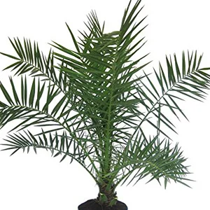 prettywildseeds2938547