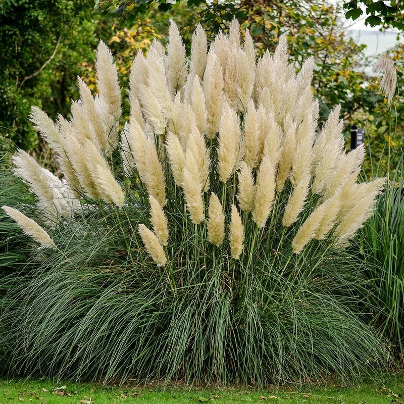 prettywildseeds2938637