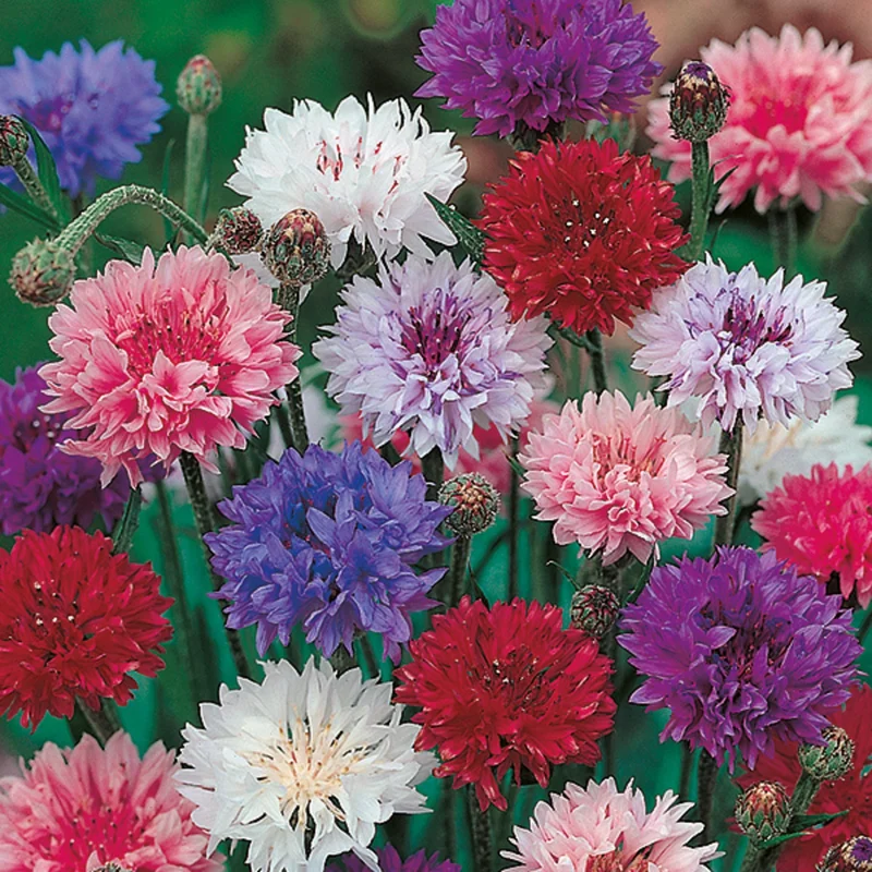 prettywildseeds2938743