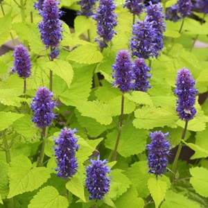 prettywildseeds2938807