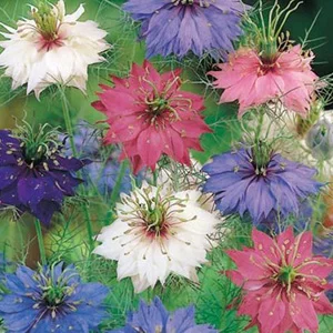 prettywildseeds2938895