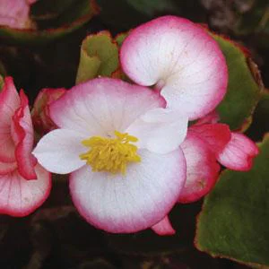 prettywildseeds2939071