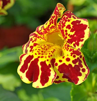 prettywildseeds2939213