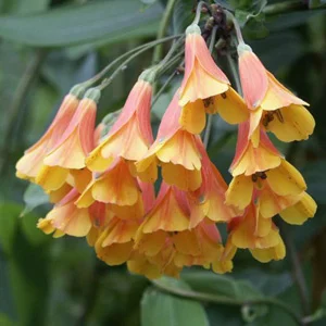 prettywildseeds2939538