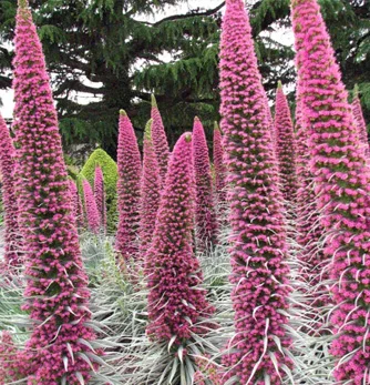 prettywildseeds2939583