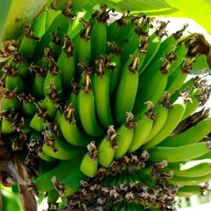 prettywildseeds2939596