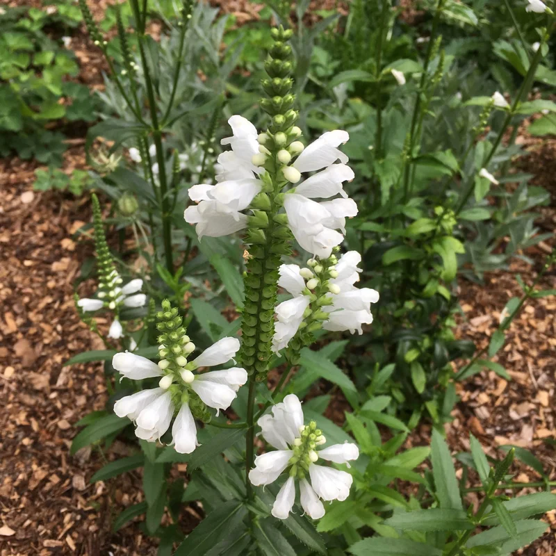 prettywildseeds2939689