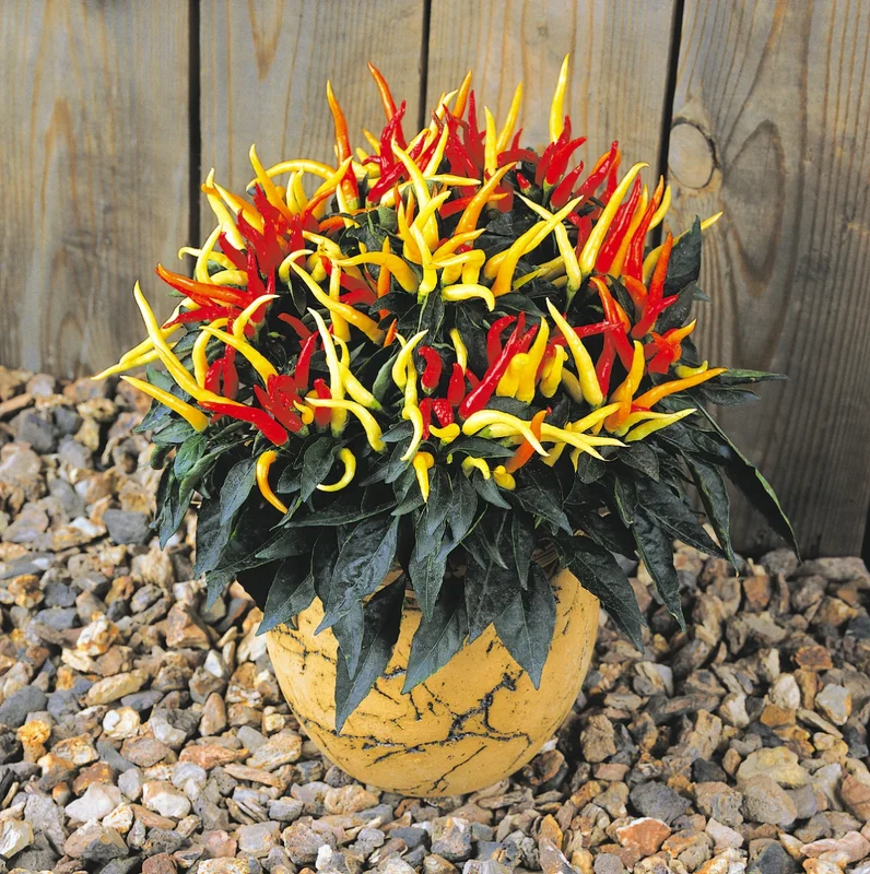 prettywildseeds2939751