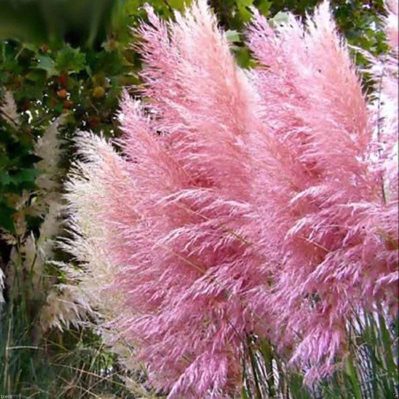 prettywildseeds2939776