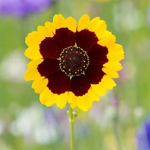 prettywildseeds2939887