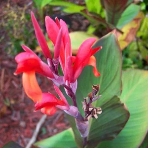 prettywildseeds2940340