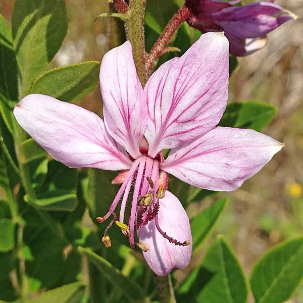 prettywildseeds2940426