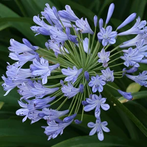 prettywildseeds2940441