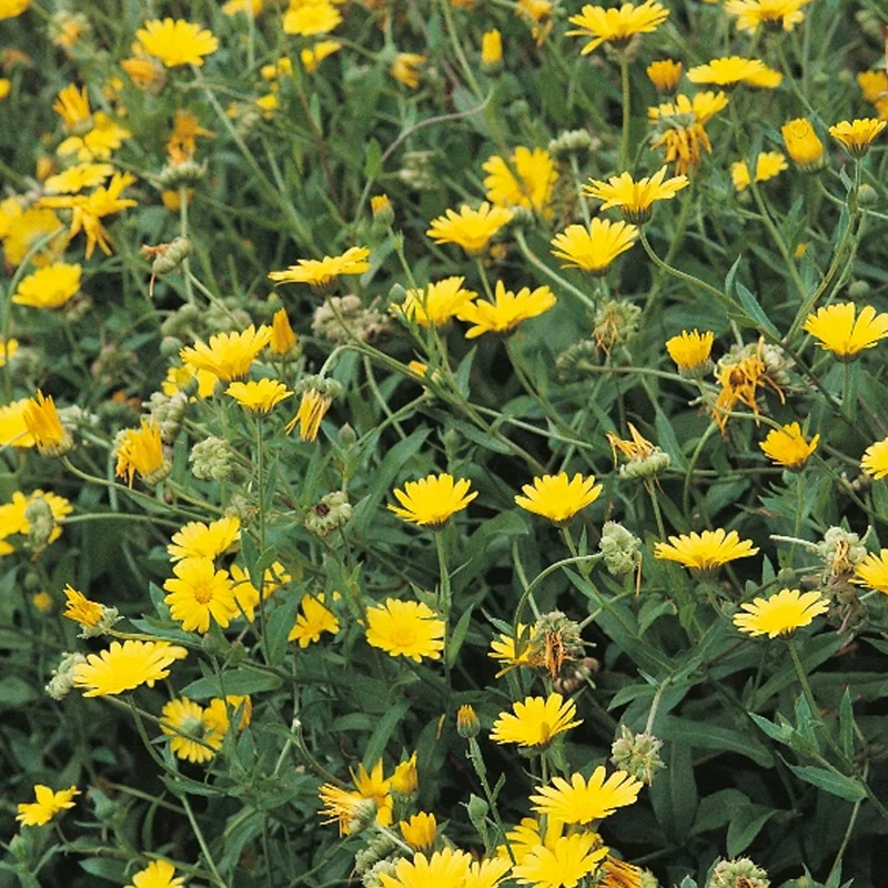 prettywildseeds2940512