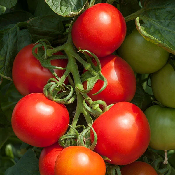 prettywildseeds2940574