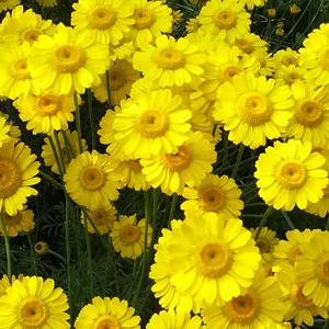 prettywildseeds2940671