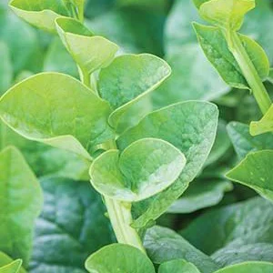 prettywildseeds2940725