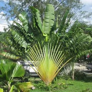prettywildseeds2940883