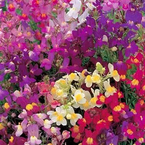 prettywildseeds2941025