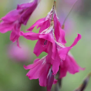 prettywildseeds2941049