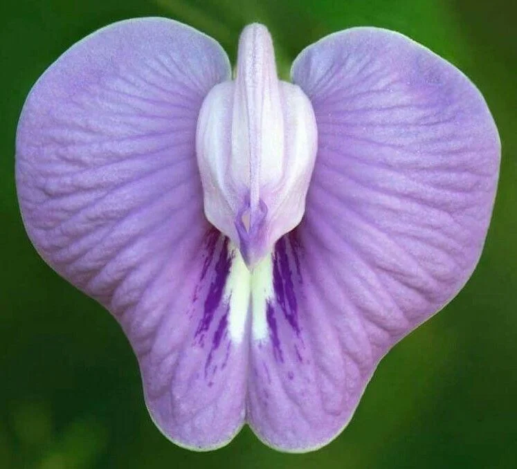 prettywildseeds2941087