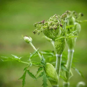 prettywildseeds2941125