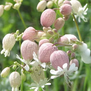 prettywildseeds2941170