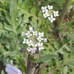 prettywildseeds2941203