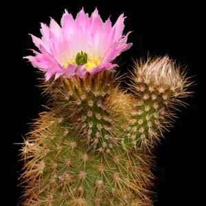 prettywildseeds2941324