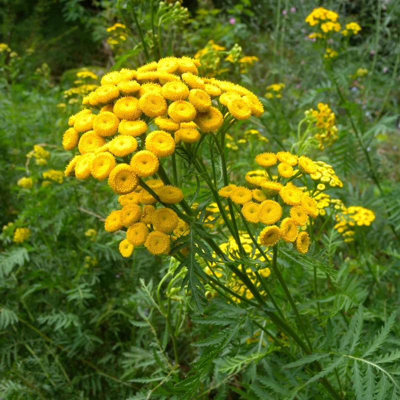 prettywildseeds2941396