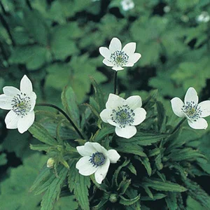 prettywildseeds2941416