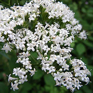 prettywildseeds2941453