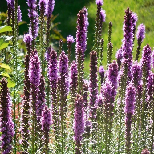 prettywildseeds2941470
