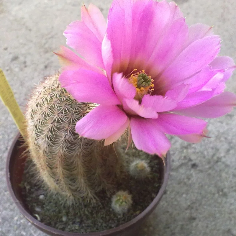 prettywildseeds2941524