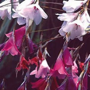 prettywildseeds2941567